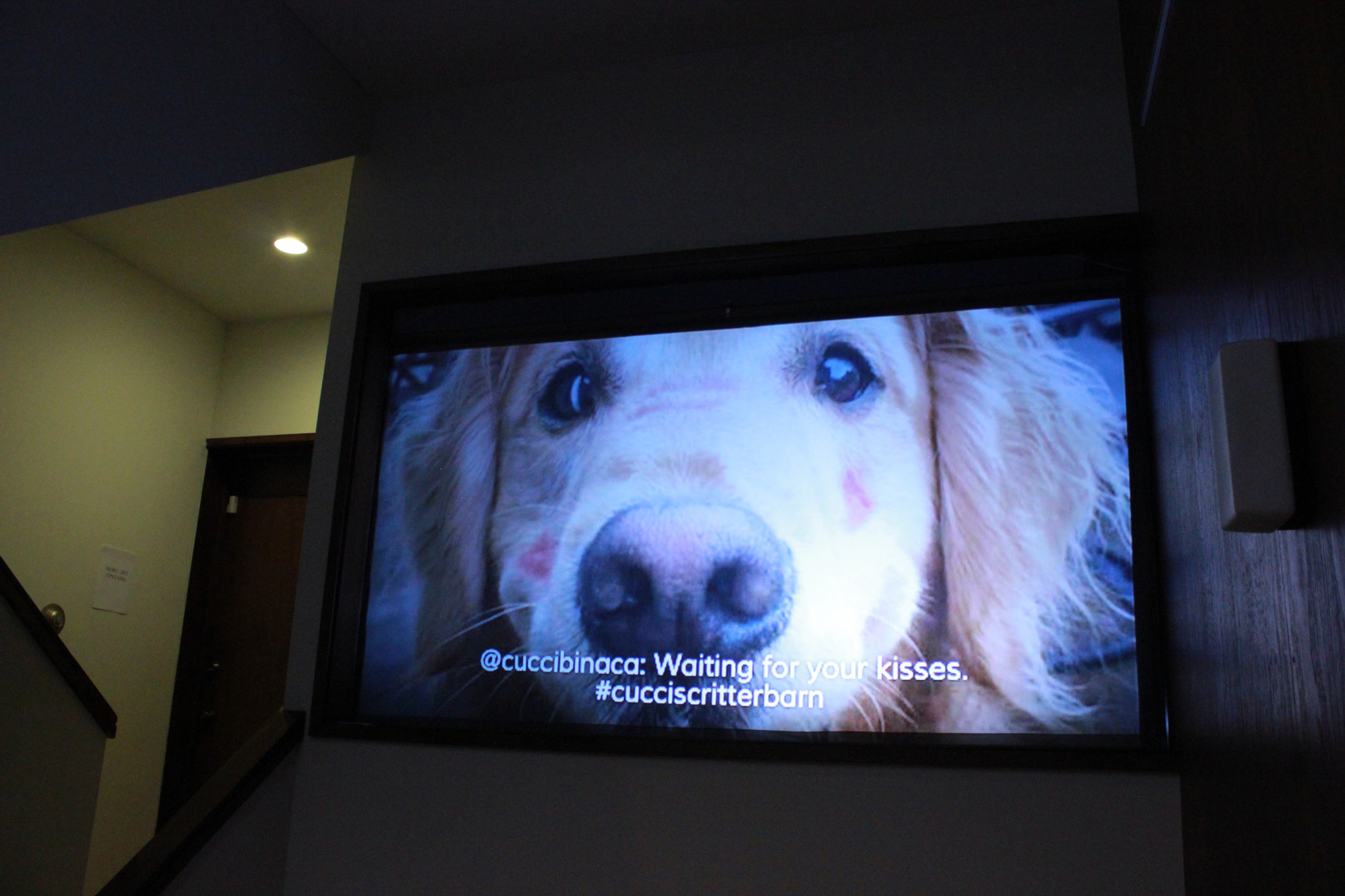 Hyperlocal Zeitgeist: Dendroica image 5